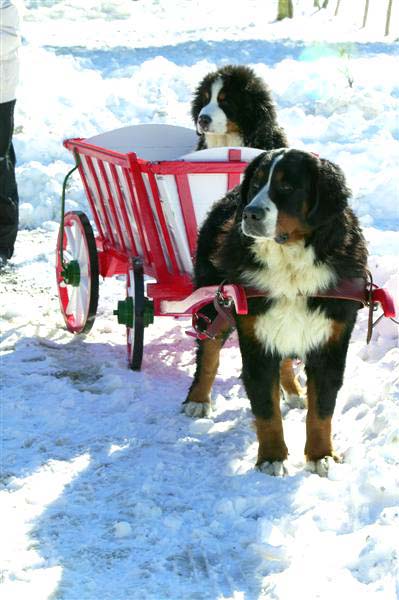 marlon in cart bernese